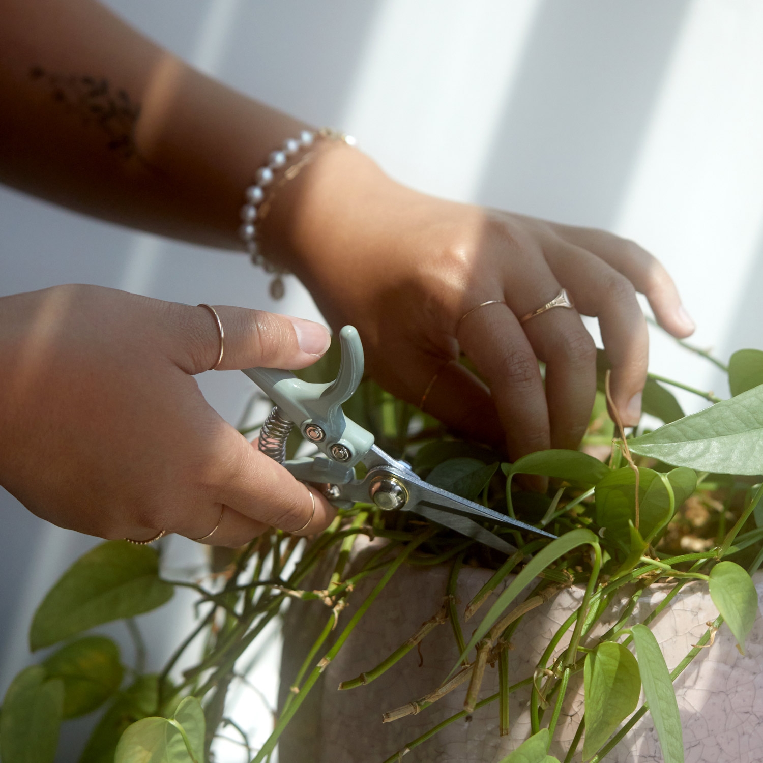 Alternative view of Flowering Shears