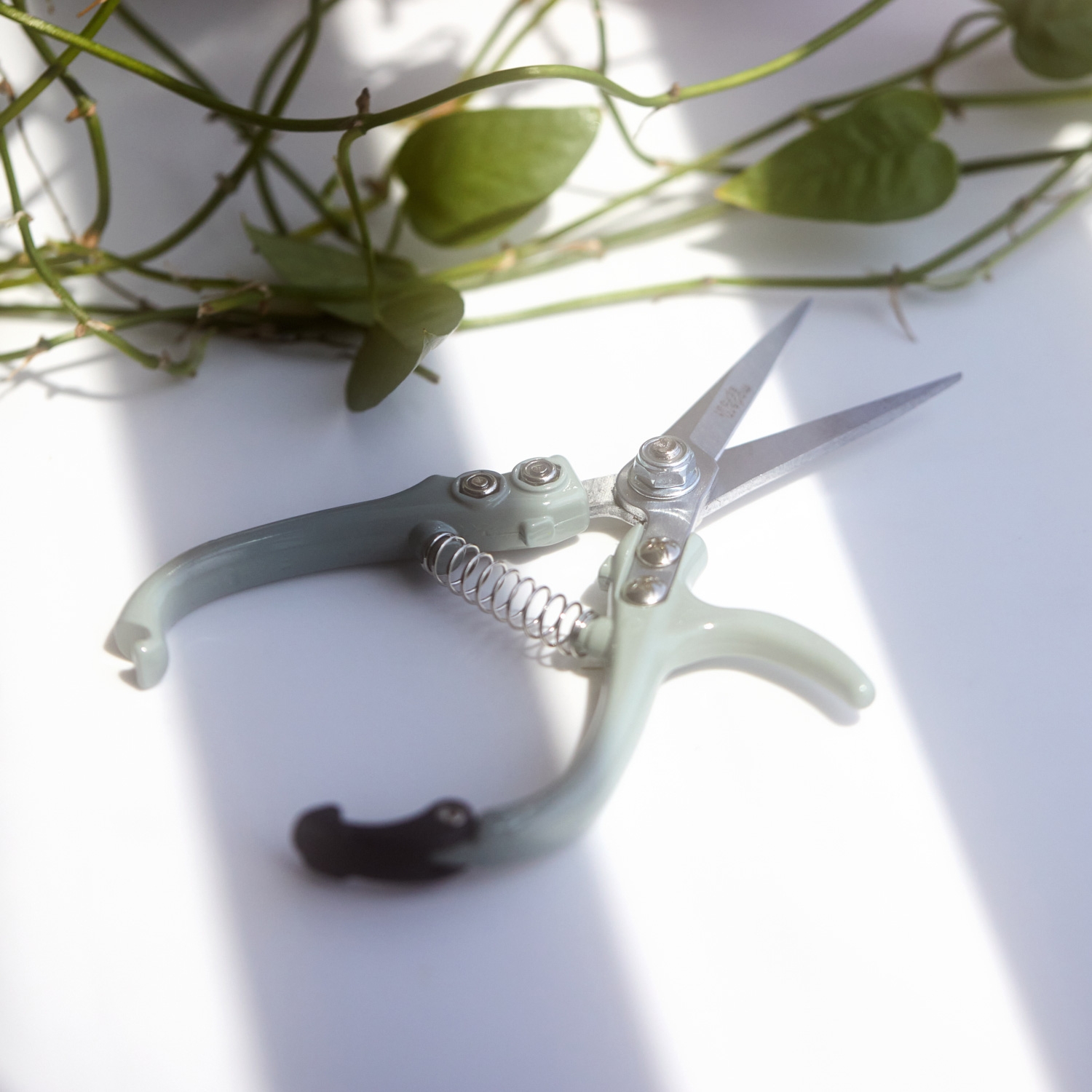 Flowering Shears - Image 4